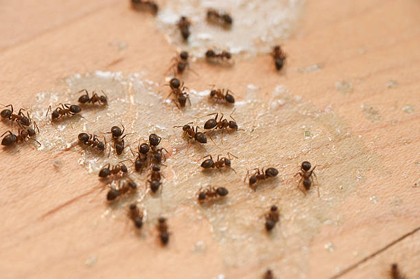 Best Pest Control Near Me  in Evans, GA
