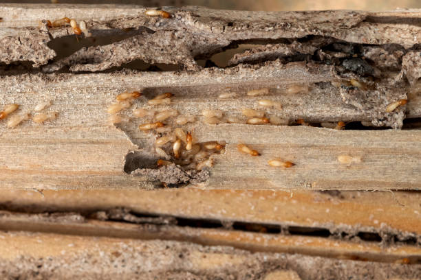 Best Mosquito Control Services  in Evans, GA